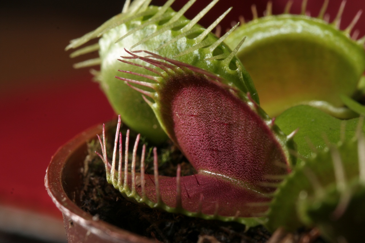 Dionaea Muscipula