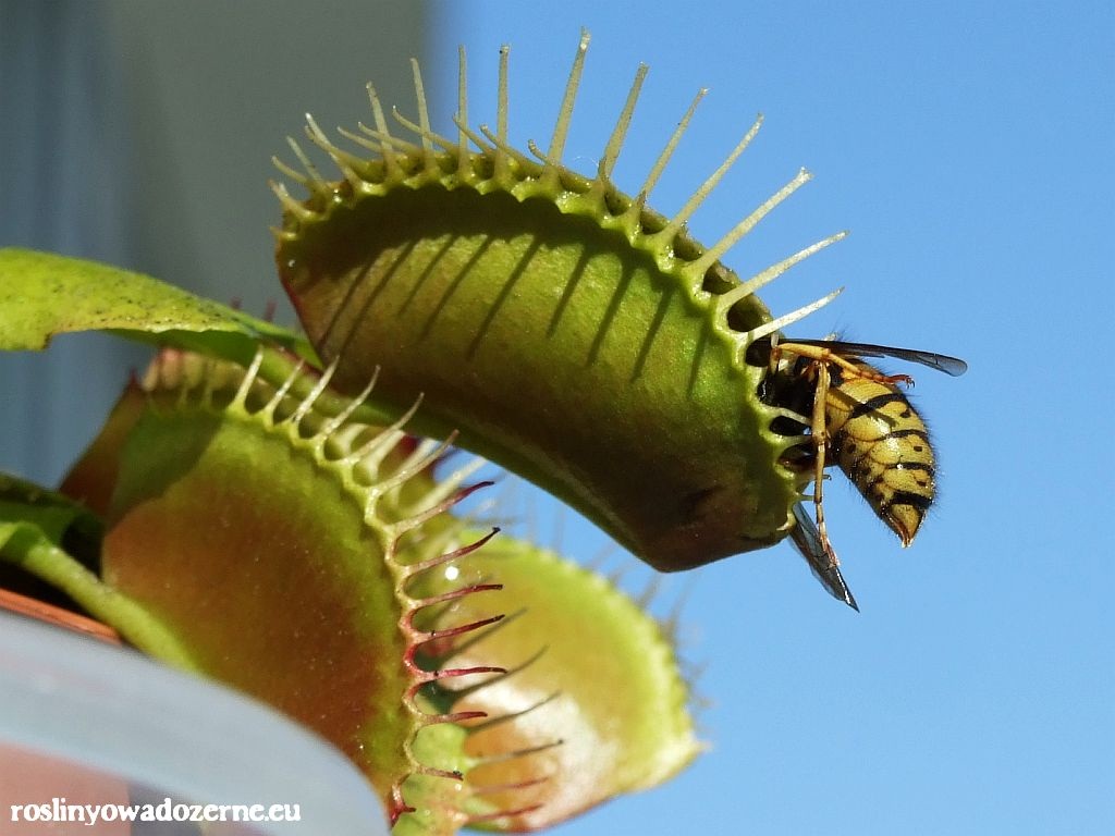 Dionaea Muscipula