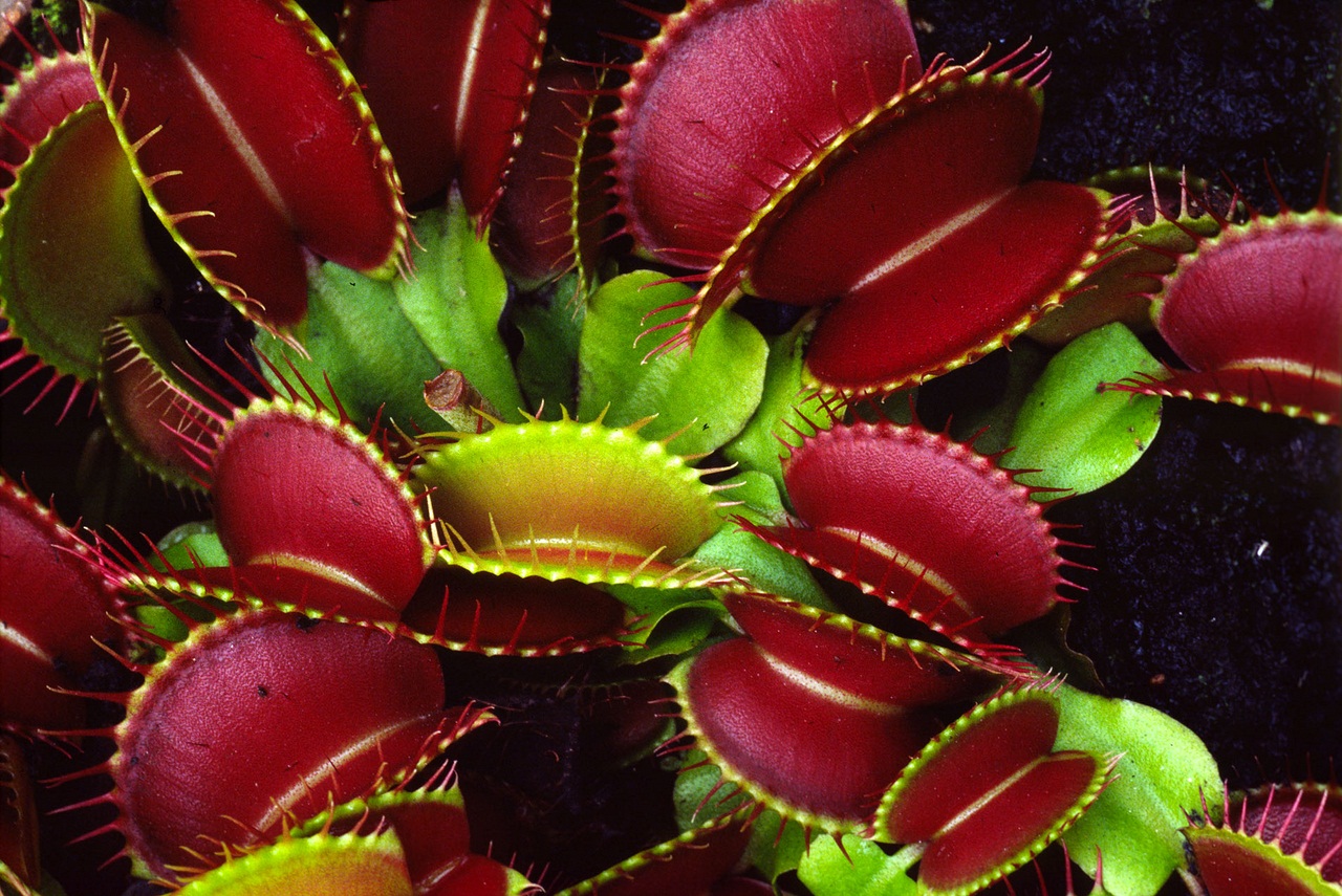 Dionaea Muscipula