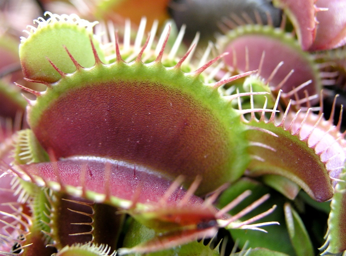 Dionaea Muscipula