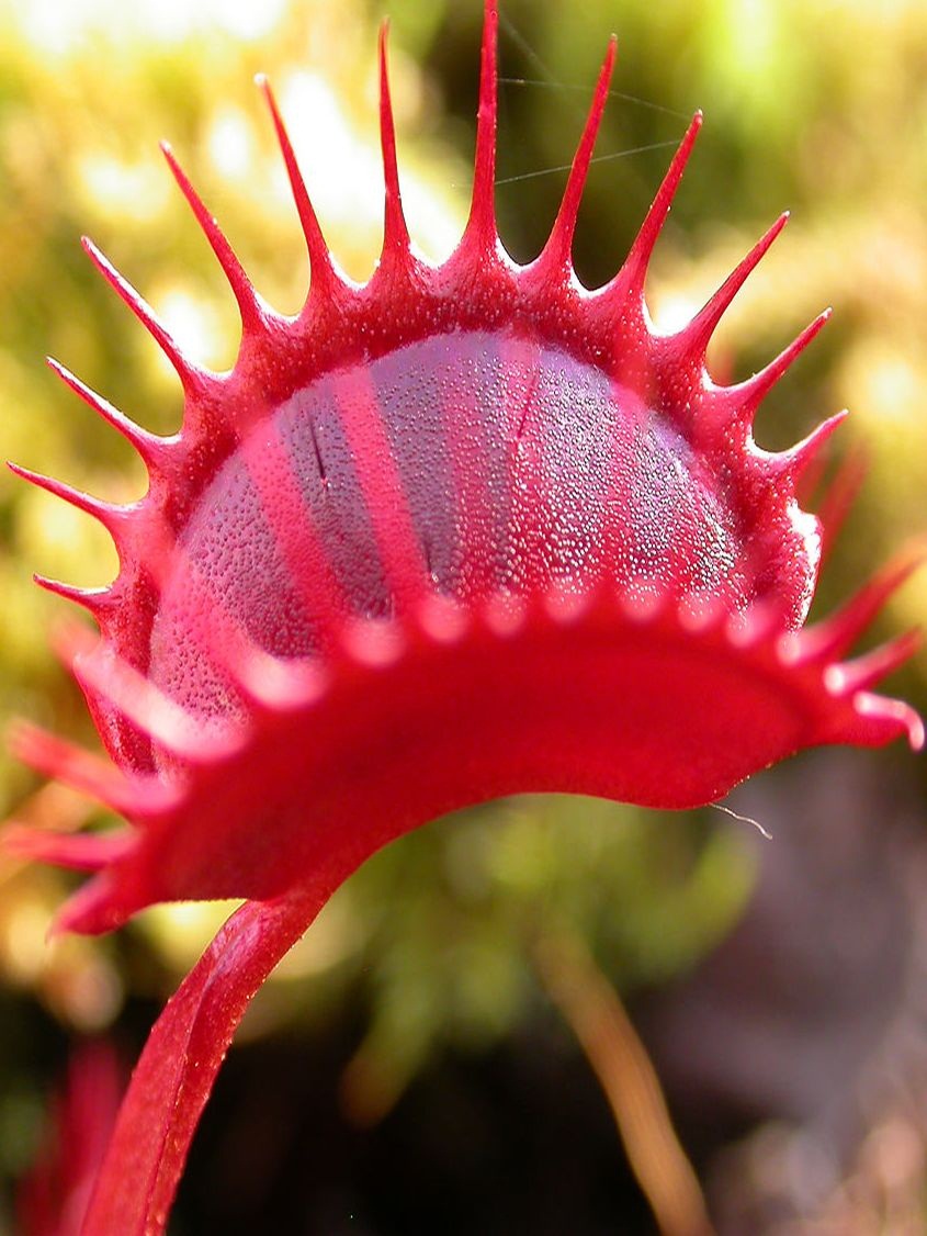 Dionaea Muscipula