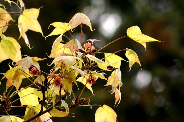 Листья теплолюбивого ликвидамбра смолоносного очень похожи на листья более зимостойких кленов средней полосы России, фото автора