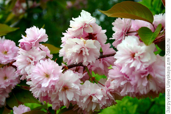 Цветки сакур похожи на цветки черешен, которые прекрасно зимуют в средней полосе России фото автора