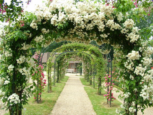Арки - широко известная и популярная опора для роз