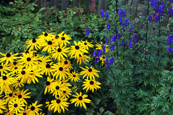 Rudbeckia fulgida var.sullivantii &amp;amp;amp;#39;Goldsturm&amp;amp;amp;#39;, фото Маргариты Барбухатти