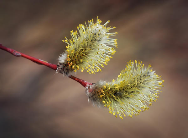 Ива остролистная (Salix acutifolia). Фото: Игорь Павлов, plantarium.ru