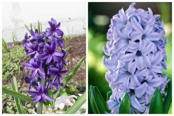 Слева: сорт King of the Blues, фото с сайта herbcare.ru. Справа: сорт Sky Jacket, фото с сайта euflora.eu