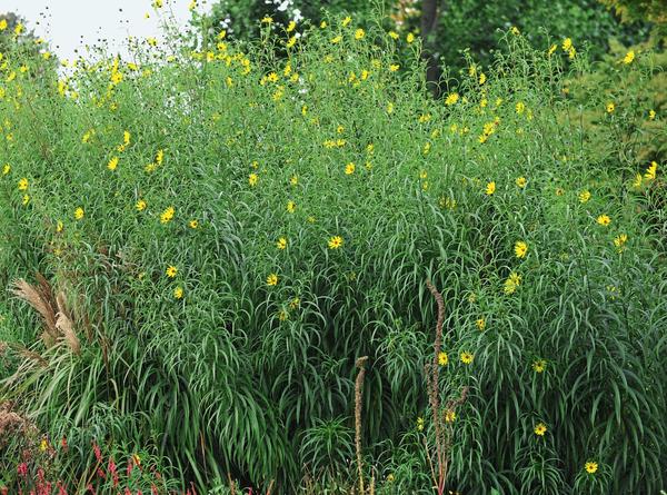 Подсолнечник иволистный (Helianthus salicifolius)