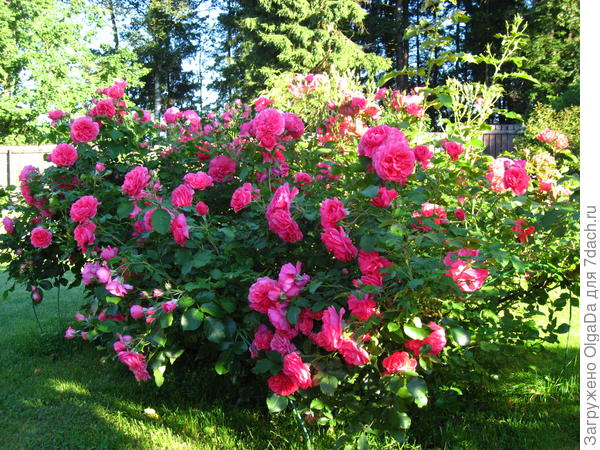 Rosarium Uetersen