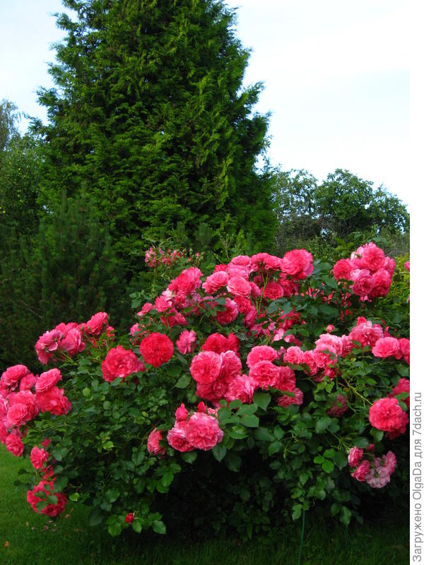 Rosarium Uetersen
