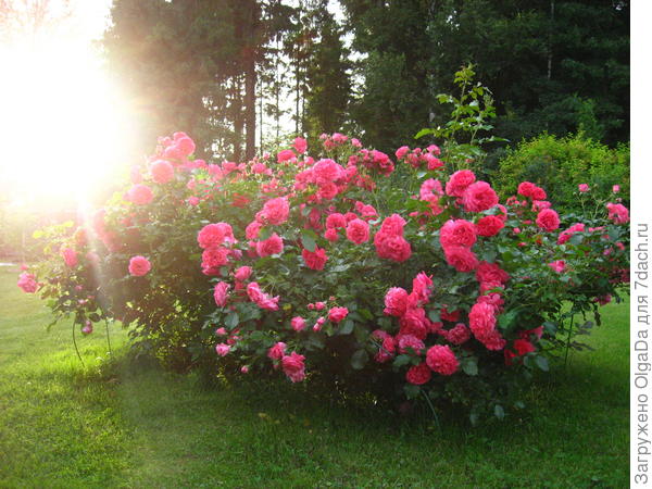 Rosarium Uetersen перед закатом