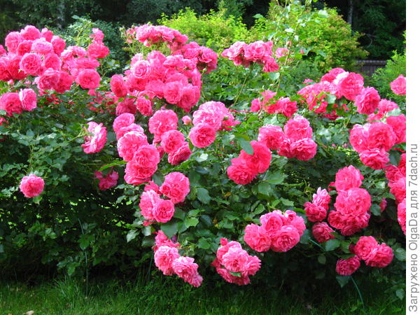 Rosarium Uetersen