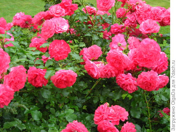 Rosarium Uetersen