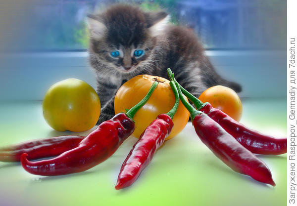 котята