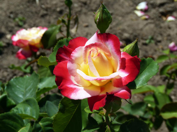 фото