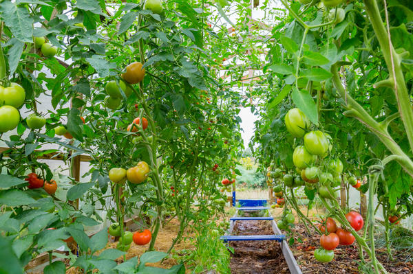 Формирование высокорослых томатов
