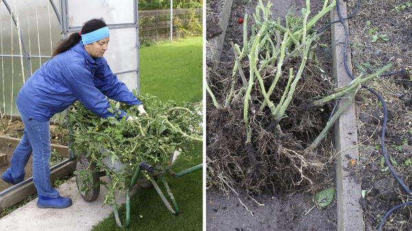 Выносим все растительные остатки вместе с корнями, убираем трубки капельного полива