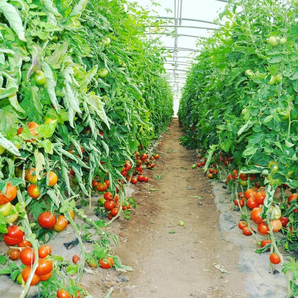 Самые лучшие сорта тепличных томатов для Подмосковья на 2019 год