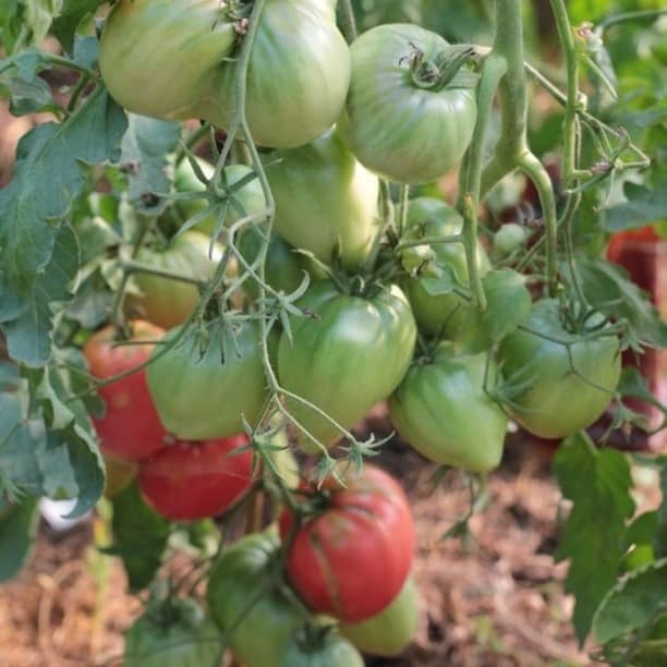 Самые лучшие сорта тепличных томатов для Подмосковья на 2019 год