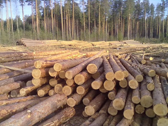 Сосновое бревно является самым востребованным для строительства деревянного дома дом из кругляка