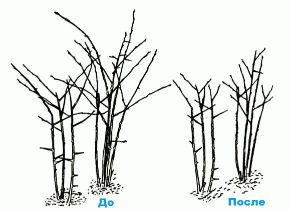 Схема обрезки ежевики