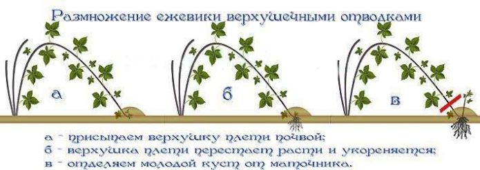 Схема размножения ежевики верхушечными отводками