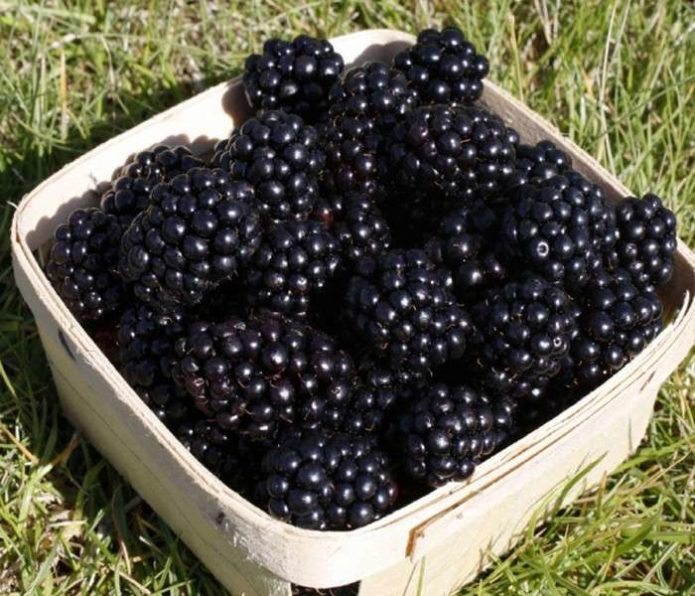 Лукошко с ежевикой