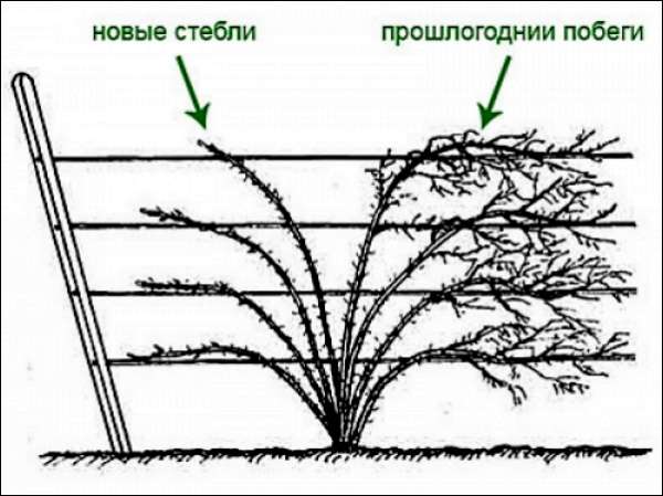 Схема подвязки ежевики