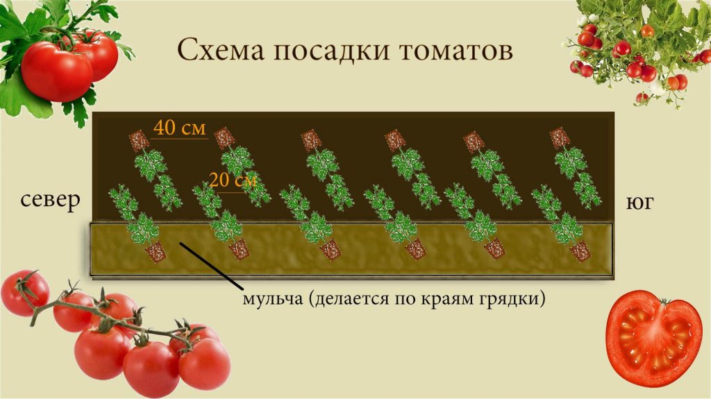 Расстояние при посадке между томатами Расстояние при посадке между томатами