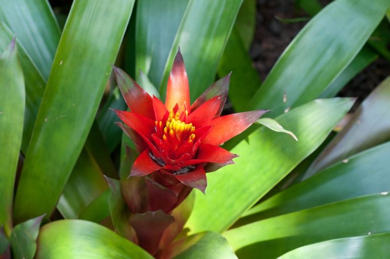 Гузмания язычковая (Guzmania lingulata)