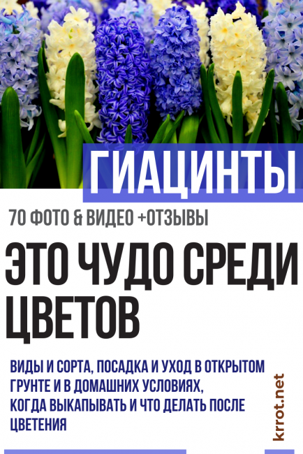 Гиацинты