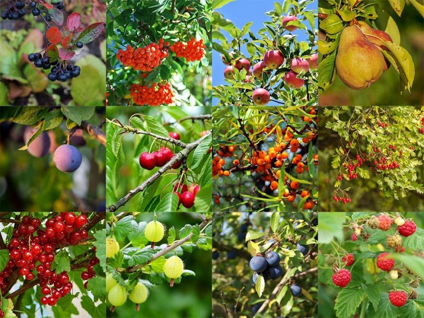 Садовые ягодные кусты фото и названия
