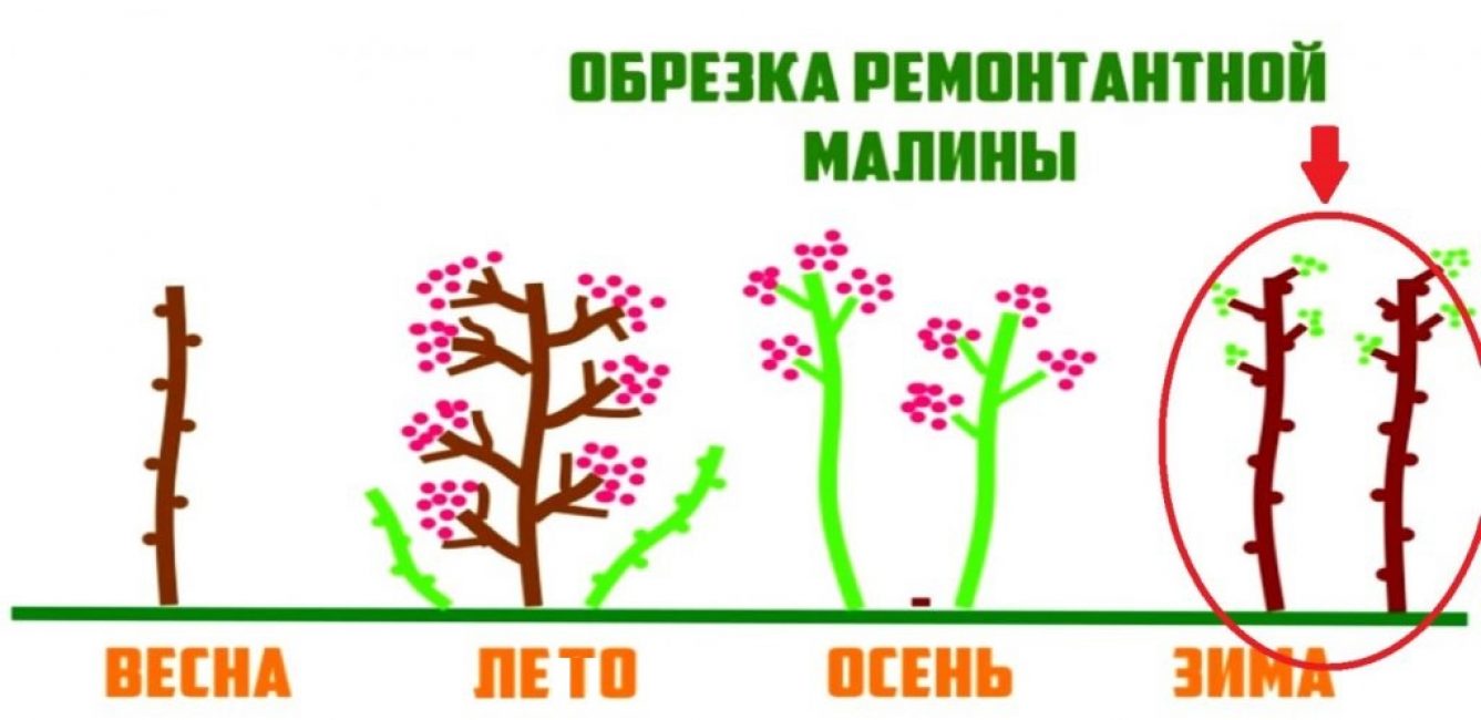 Частично второй урожай будет вызревшим, но достаточно весомая его часть останется на кусте в виде зелёных ягод и в таком состоянии куст отправится на зимовку