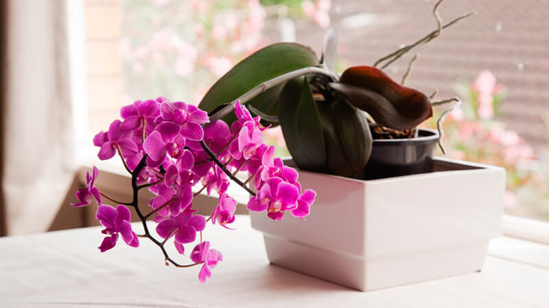 как правильно ухаживать за орхидеей дома