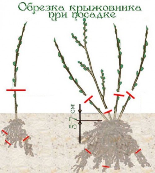 Обрезка крыжовника перед посадкой