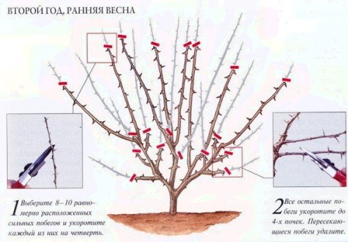 Обрезка крыжовника весной