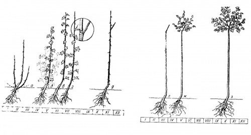 Схема обрезки штамбового крыжовника