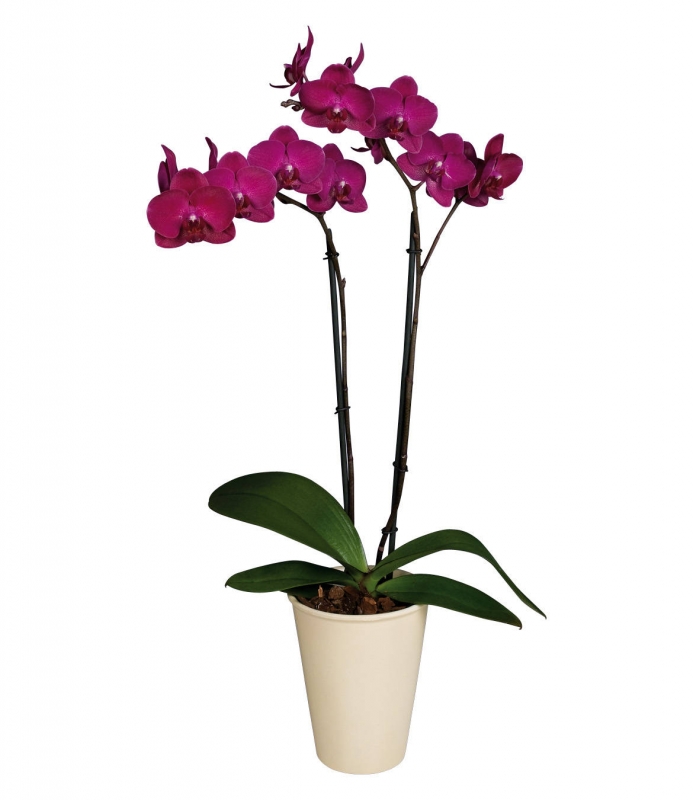 orhideya_falenopsis_v_podarok_1552154242_5c83fe820da71.jpeg