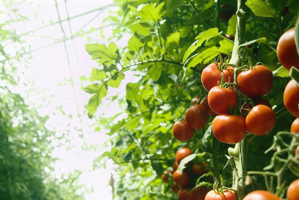 Как прищипывать помидоры в теплице пошаговое фото