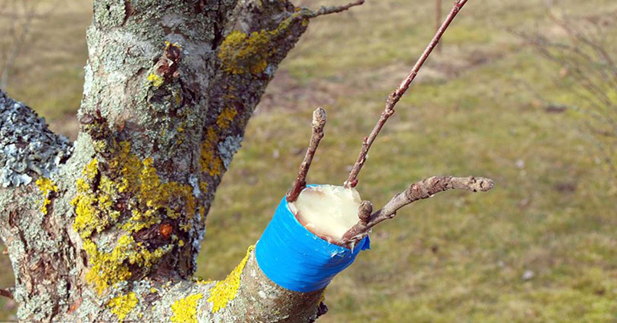 Прививка деревьев весной сроки время прививки