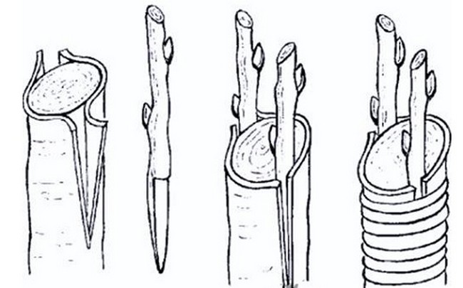 Прививка деревьев весной сроки время прививки