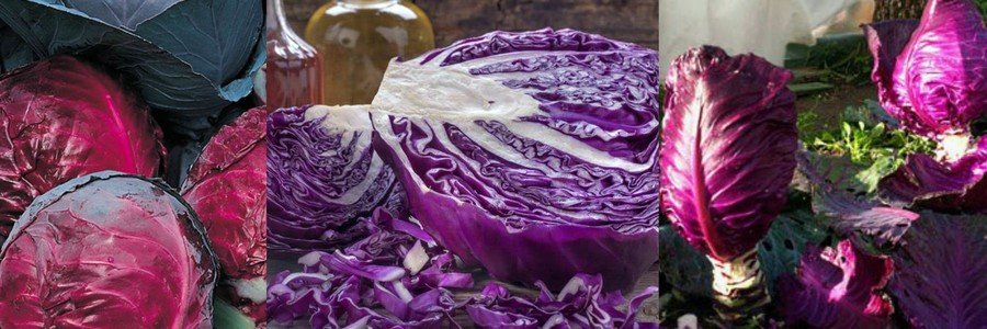 Краснокочанная капуста