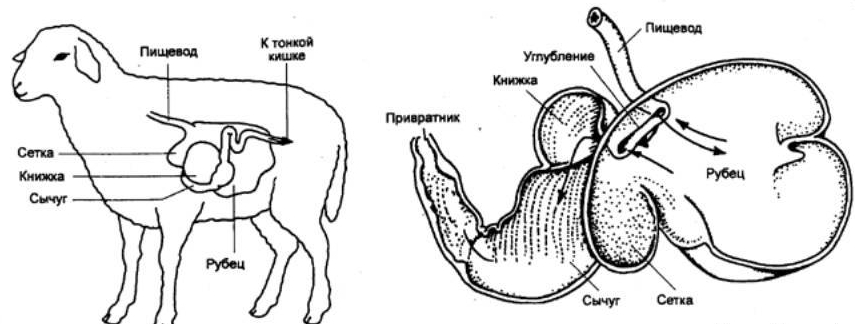 Пищеварение у овец