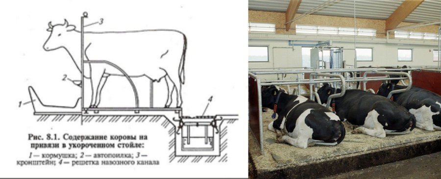 Как содержать корову зимой