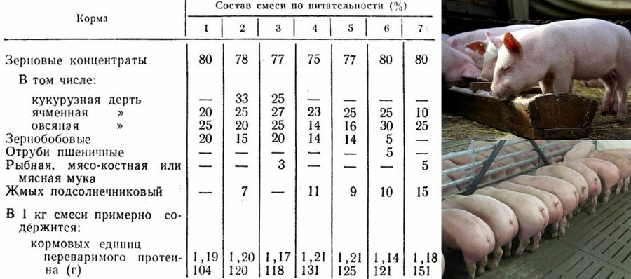 Мясной откорм свиней