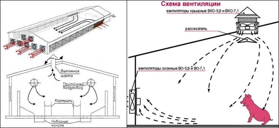 Вентиляция в свинарнике