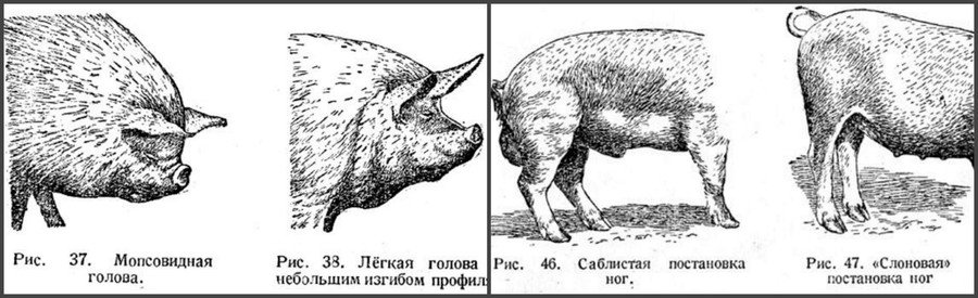 Какие поросята не подходят для откорма