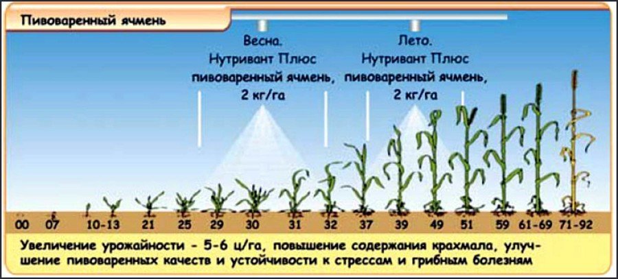 Чем удобрять ячмень