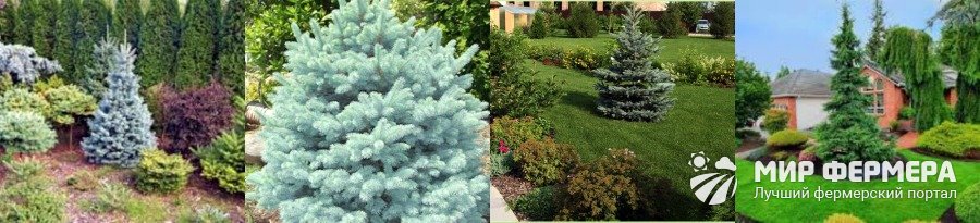 Садовая ель Низкорослая ель для сада