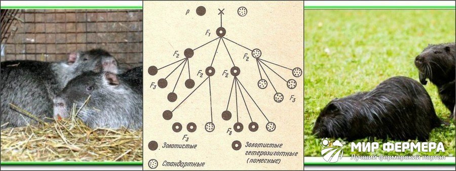 Размножение нутрий Выбор нутрии для размножения